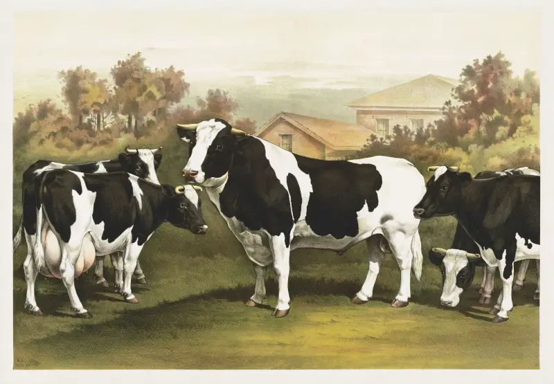 Five cows, looking out at the viewer, standing in a field with a house behind them